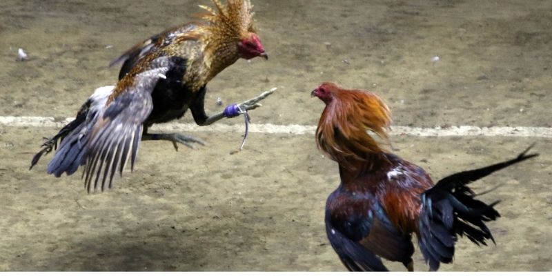 Nhiều lựa chọn cược DR88 đá gà đa dạng