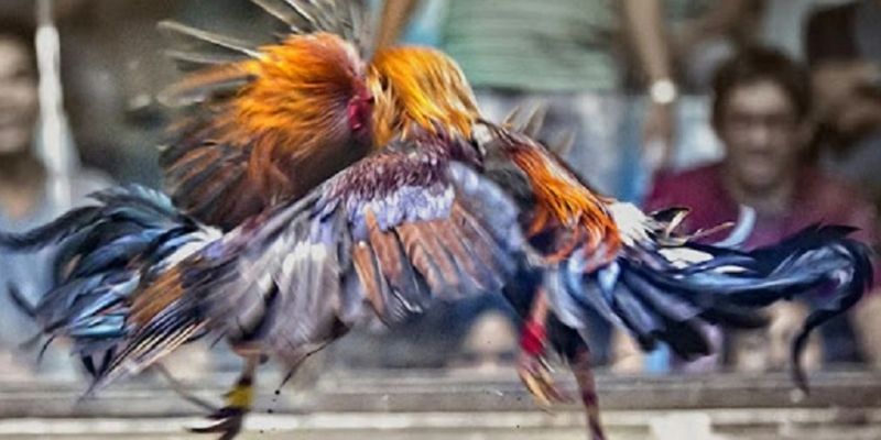 Những hình thức đấu kê quen thuộc được yêu thích